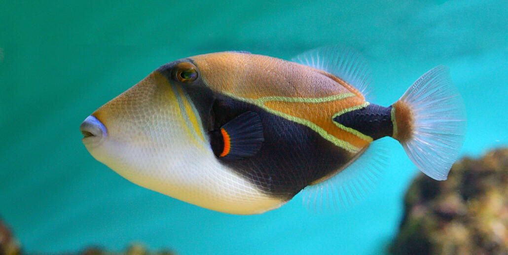 humuhumunukunukuapua&#39;a